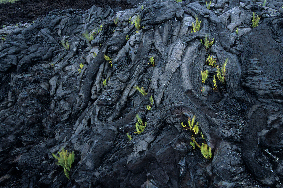 Ferns in Lava Rock, Volcanoes National Park, Big Island Hawaii, Hawaii, USA
