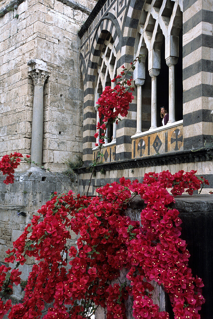Bougainvillea und Kathedrale, Amalfi, Kampanien, Italien