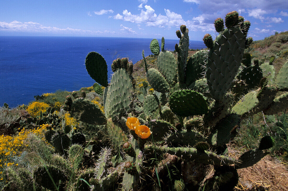 Opuntia Cacti on Lipari, Sicily, Italy