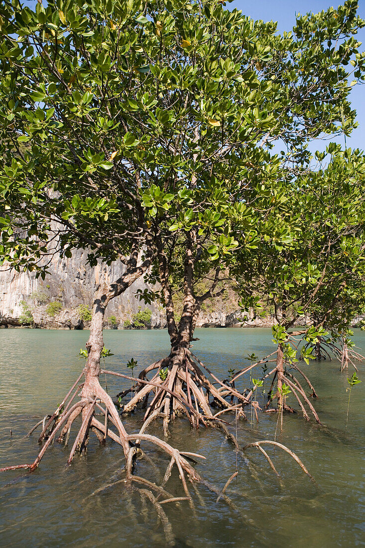 Ko Hoong Lagoon Mangroves, Phang-Nga Bay, Thailand