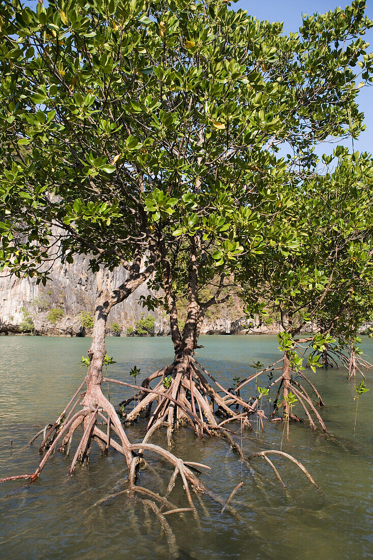 Magroven in der Ko Hoong, Phang-Nga Bay, Thailand