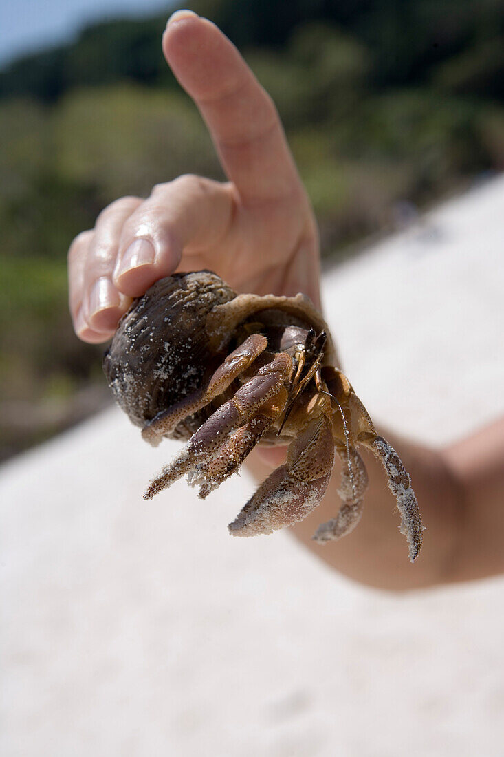 Hand hält Krabbe auf Strand, Ko Similan, Similan Marine National Park, Thailand