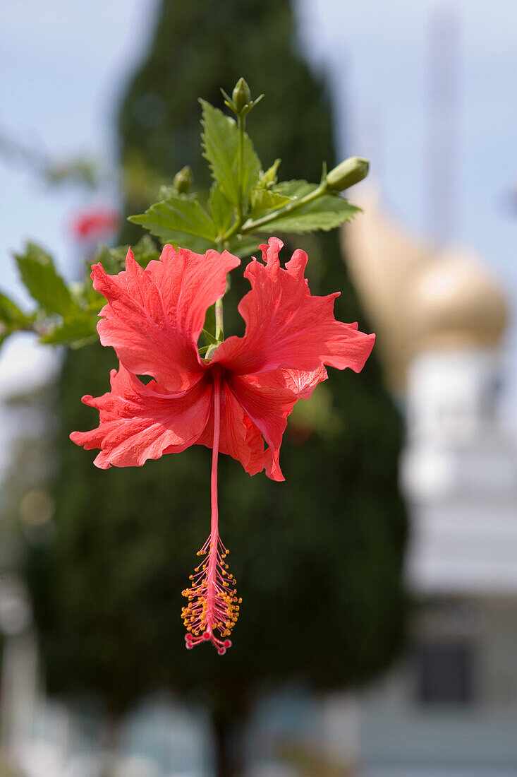 Red Hibiscus on Penang Hill, George Town, Penang, Malaysia, Asia