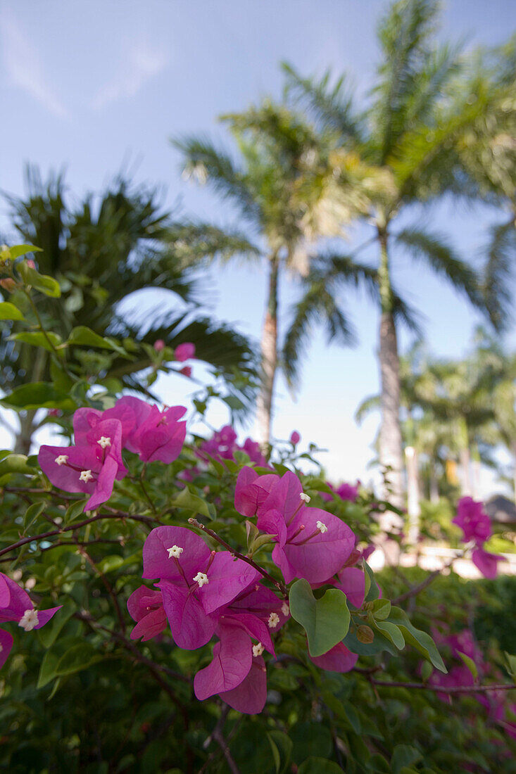 Bougainvillea & Palm Trees, The Empire Hotel & Country Club, Brunei Darussalam, Asia