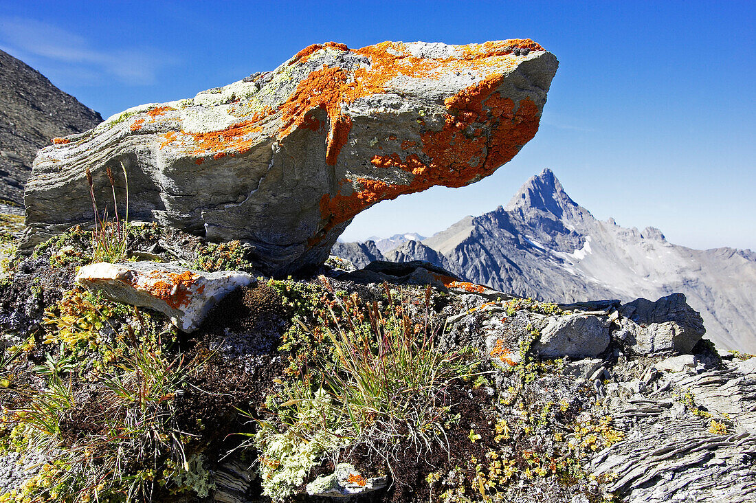 Flechte auf Felsen, Stammerspitz, Piz Tschütta, Samnaun, Unterengadin, Graubünden. Schweiz