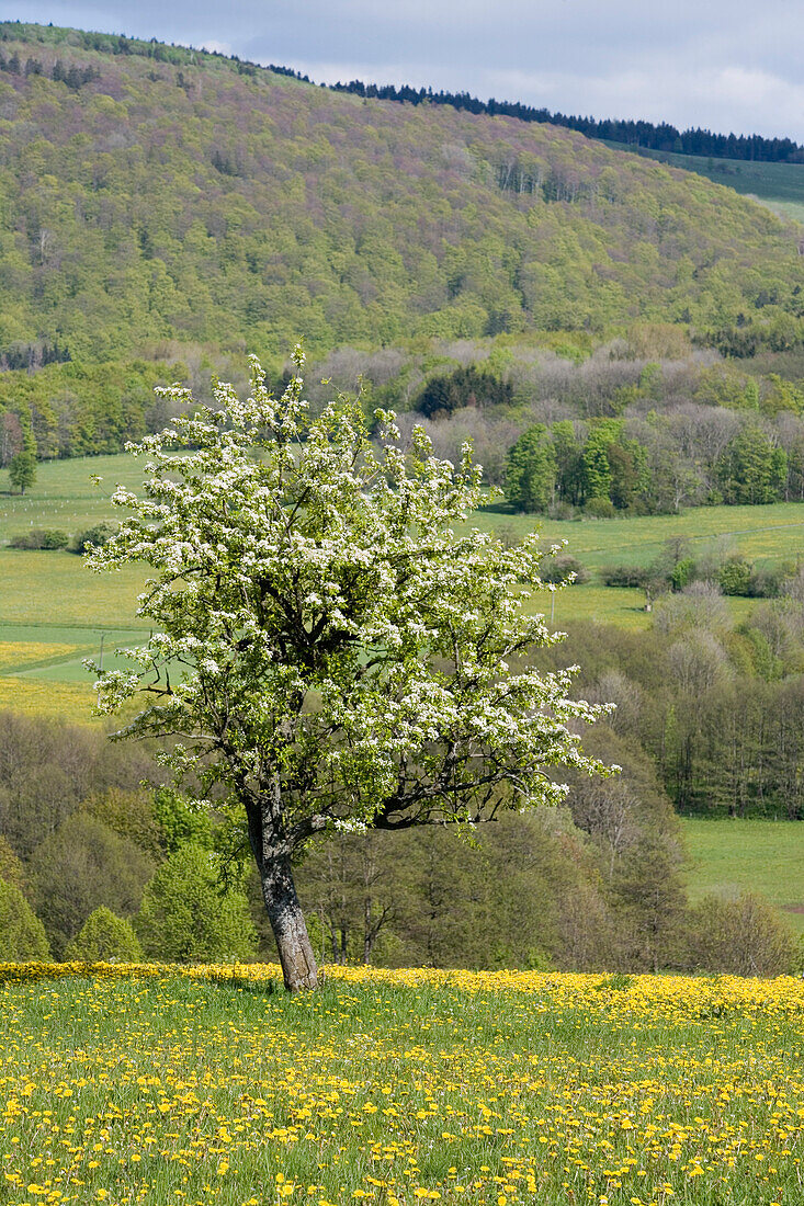 Apfelbaum im Frühling, Ehrenberg, Wüstensachsen, Rhön, Deutschland