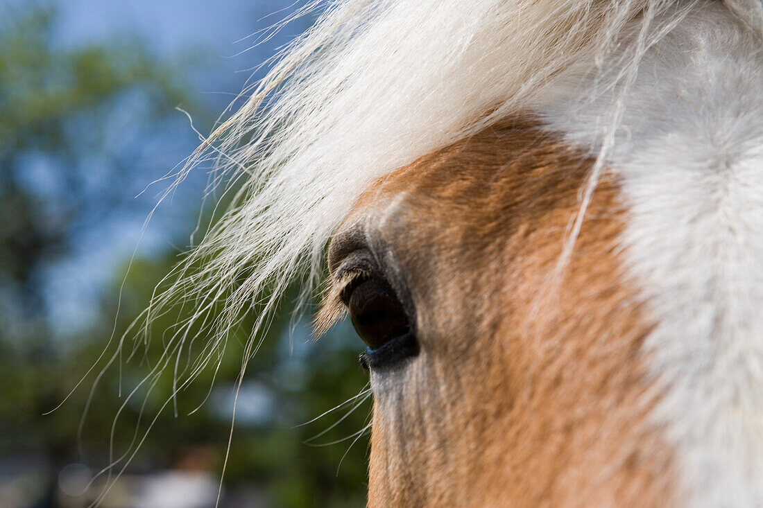 Horse, close up