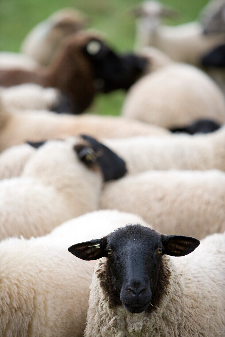 Herd of Sheep, Rhoen, Germany
