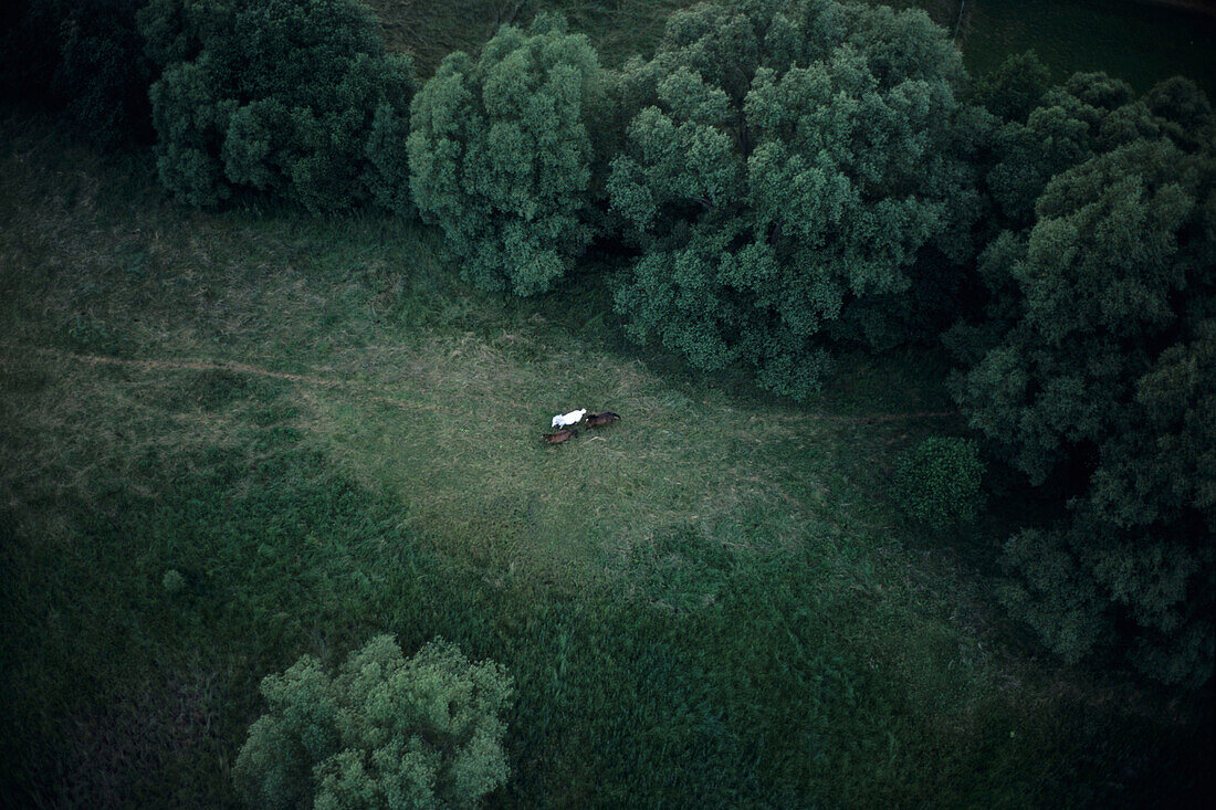 Aerial Photo of Horses, Hesse, Germany