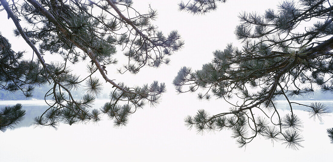 Bough of pine, lakefront, Upper Bavaria, Germany