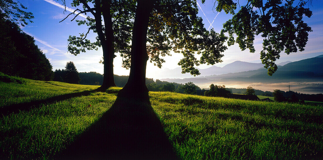 Trees in meadow, Upper Bavaria, Germany
