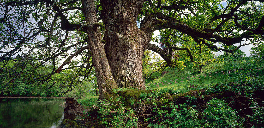 Oak Tree, Woerth Island, Staffelsee, Murnau, Landkreis Garmisch Partenkirchen, Upper Bavaria, Germany