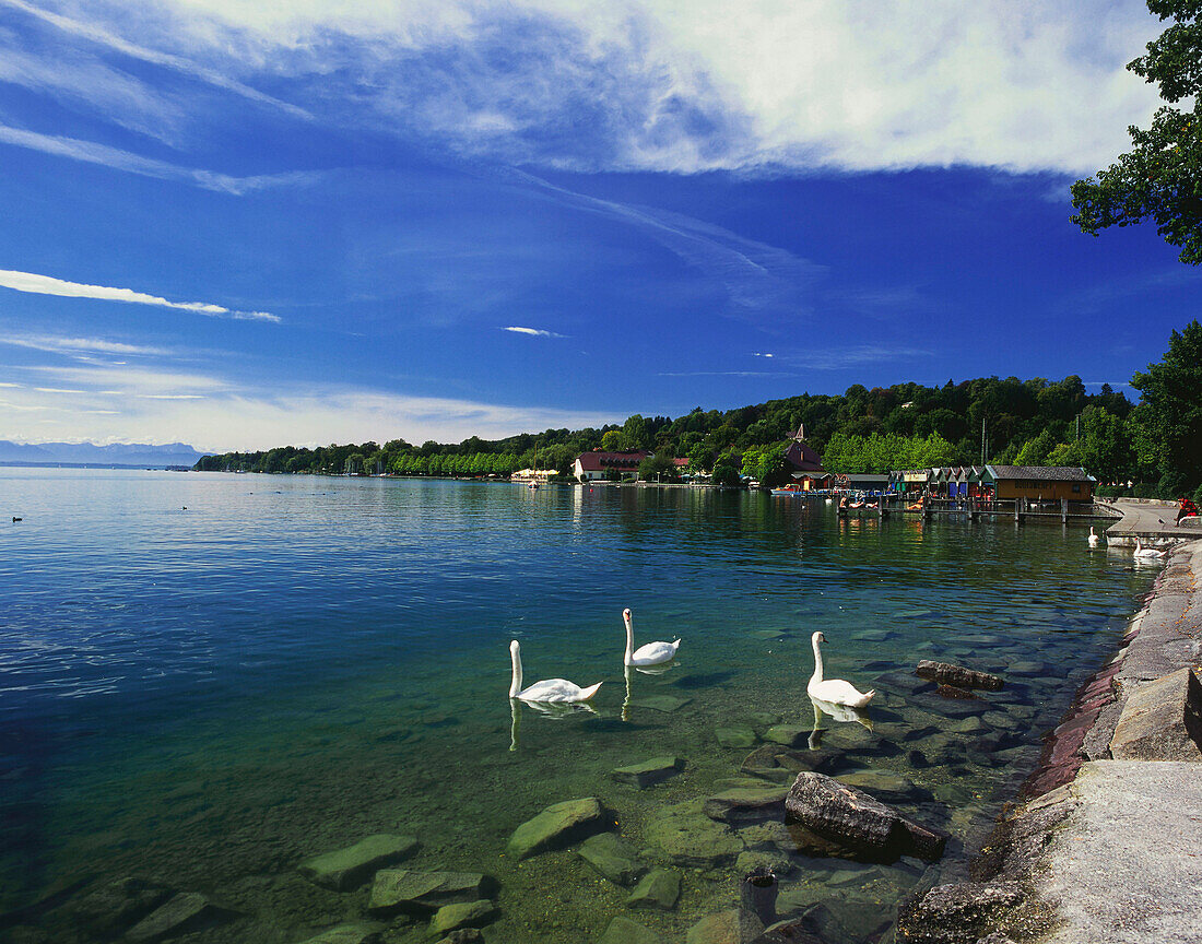 Swans on Lake, waterfront of Starnberg, Starnberger See, Upper Bavaria, Germany