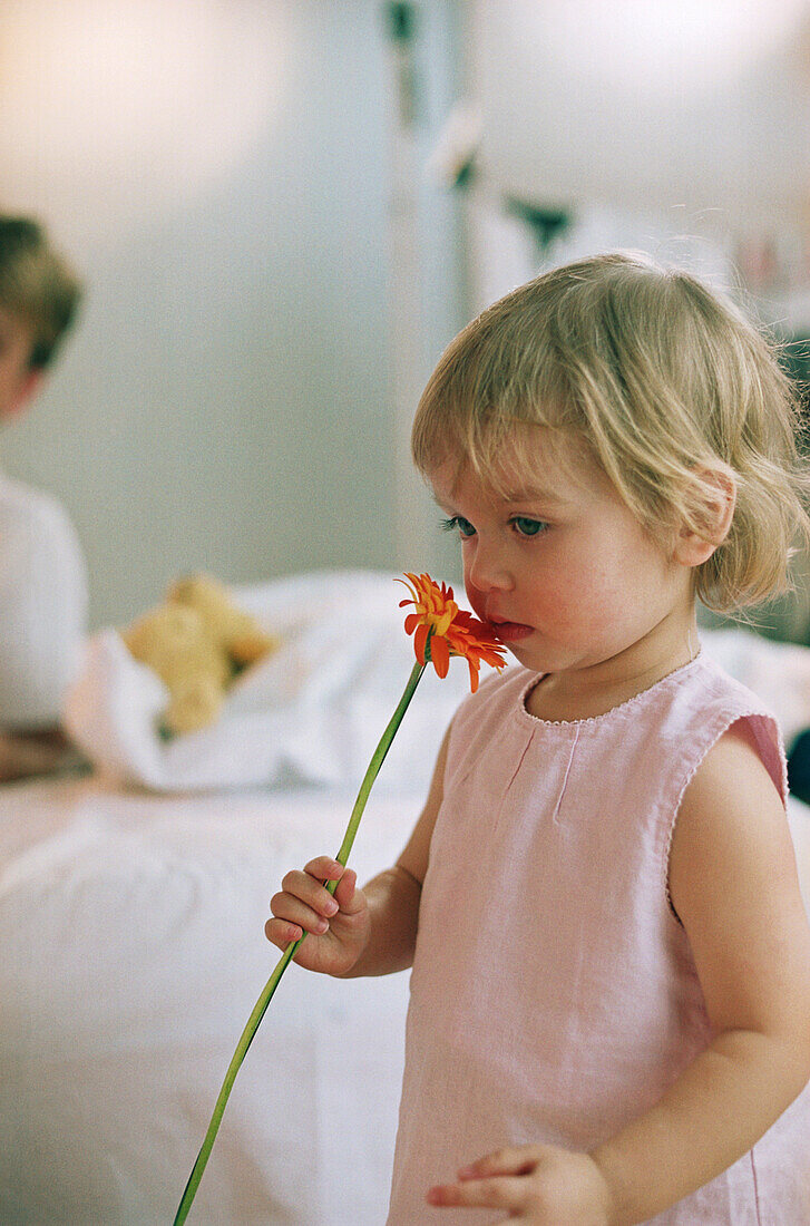 Toddler girl taking a smell at a gerbera