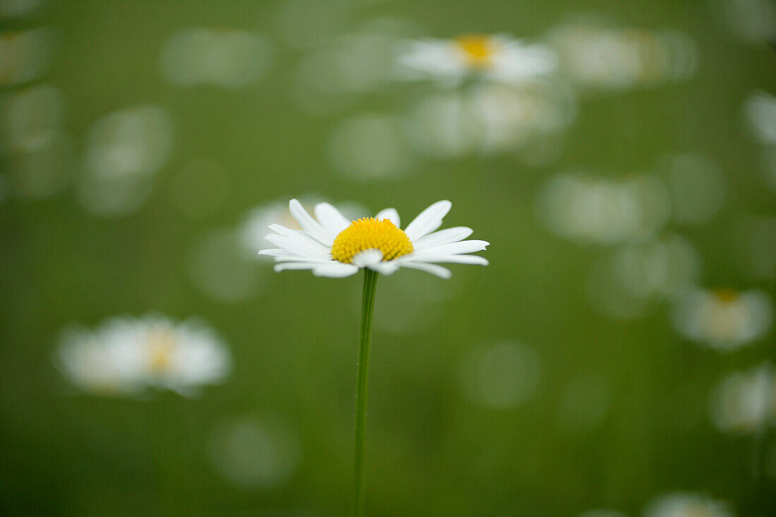 Gänseblümchenwiese