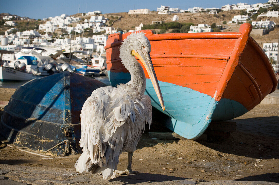 Confiding pelican, the mascot of Mykonos-Town, at beach, Mykonos-Town, Mykonos, Greece