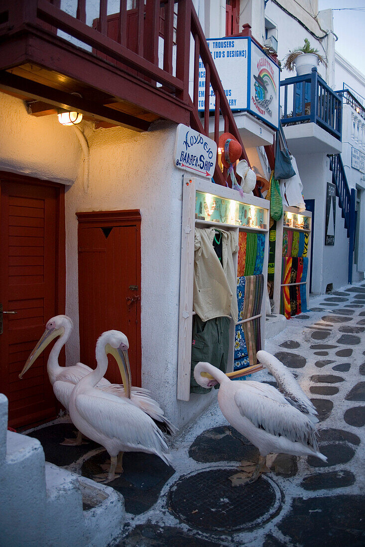 Pelikane, Mykonos-Stadt (Chora), Mykonos, Griechenland