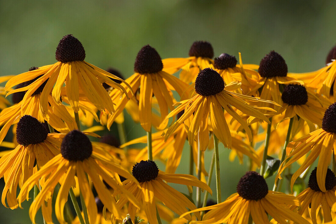 Yellow gardenflowers (Rudbeckia fulgidia var.)