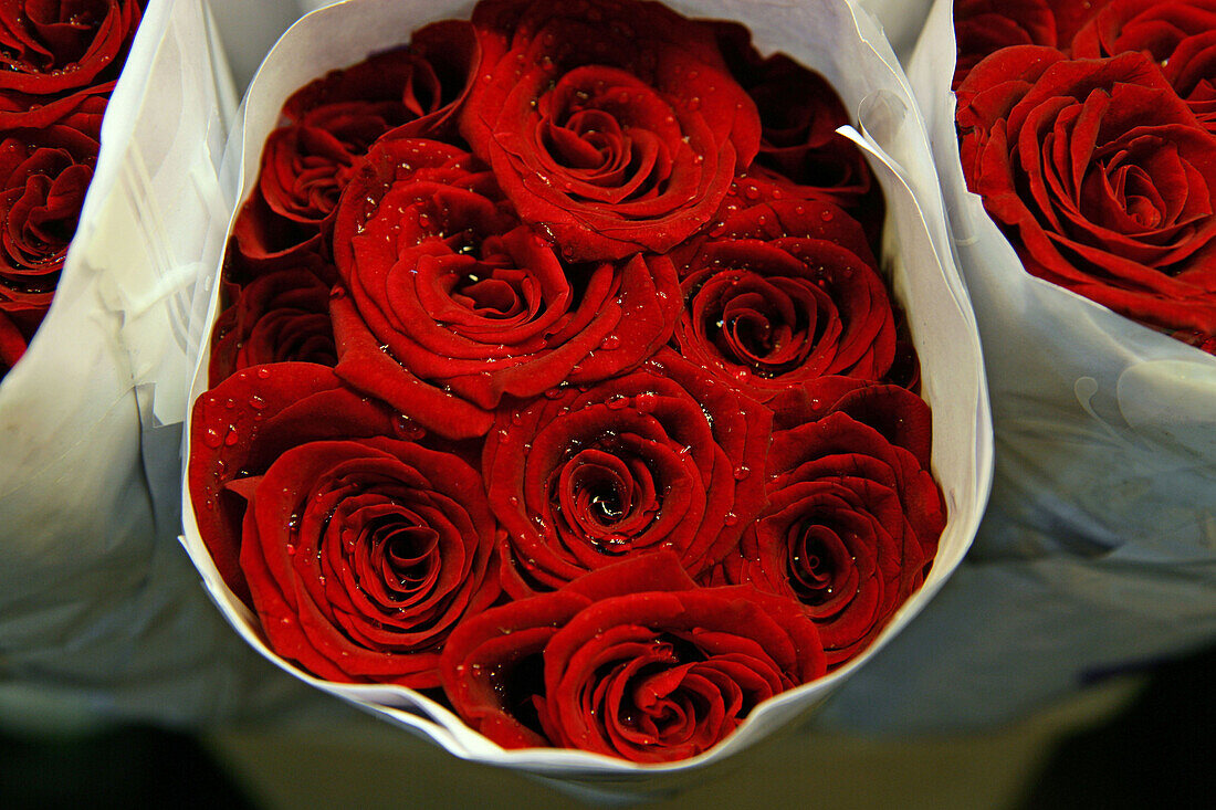 flower market, bunch of red roses, Shaanxi Nanlu, Shanghai