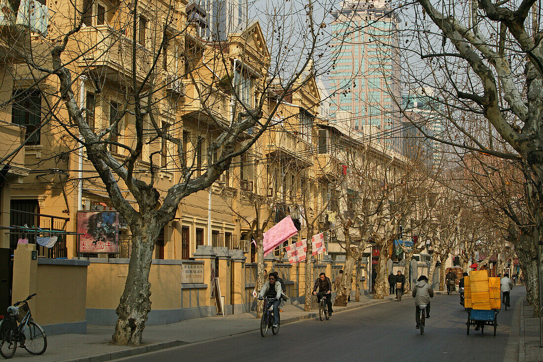 French Concession, Winter, plane tree avenue in winter time
