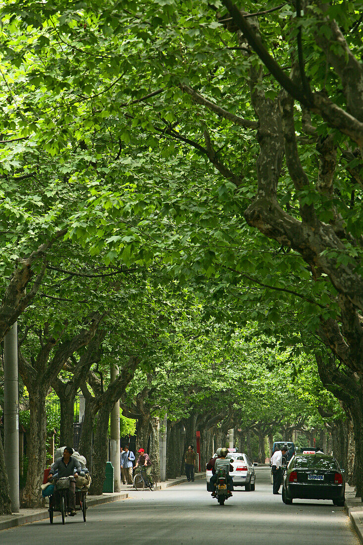 French Concession,Strasse in der Französische Konzession, Platanenallee, plane tree avenue in summer, pedestrian, auto, car, Strasse, aus: "Mythos Shanghai", Shanghai, Sachbildband, Fotos Karl Johaentges, Text Erich Follath, Verlag, Collection Rolf Heyne,