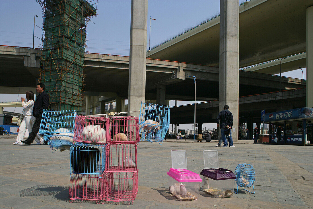 overpass near JinJiang Amusement Center,people selling rabbits in front of fun park entrance, Verkauf von Zierkaninchen, Käfig, cage, domestic animal, pet