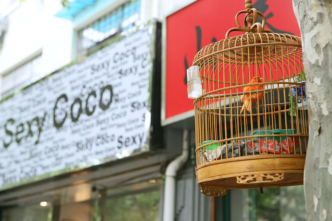 Singvogel,Singvogel im Bambuskäfig, bird in bamboo cage, Vogelkäfig, Kanarienvogel, Sexy Coco Club