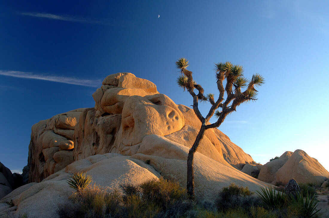 Joshua Tree National Park, Kalifornien, USA