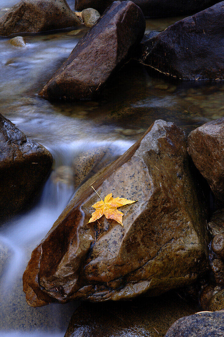 Herbstblatt auf Felsen am Merced River, Yosemite National Park, Kalifornien, USA