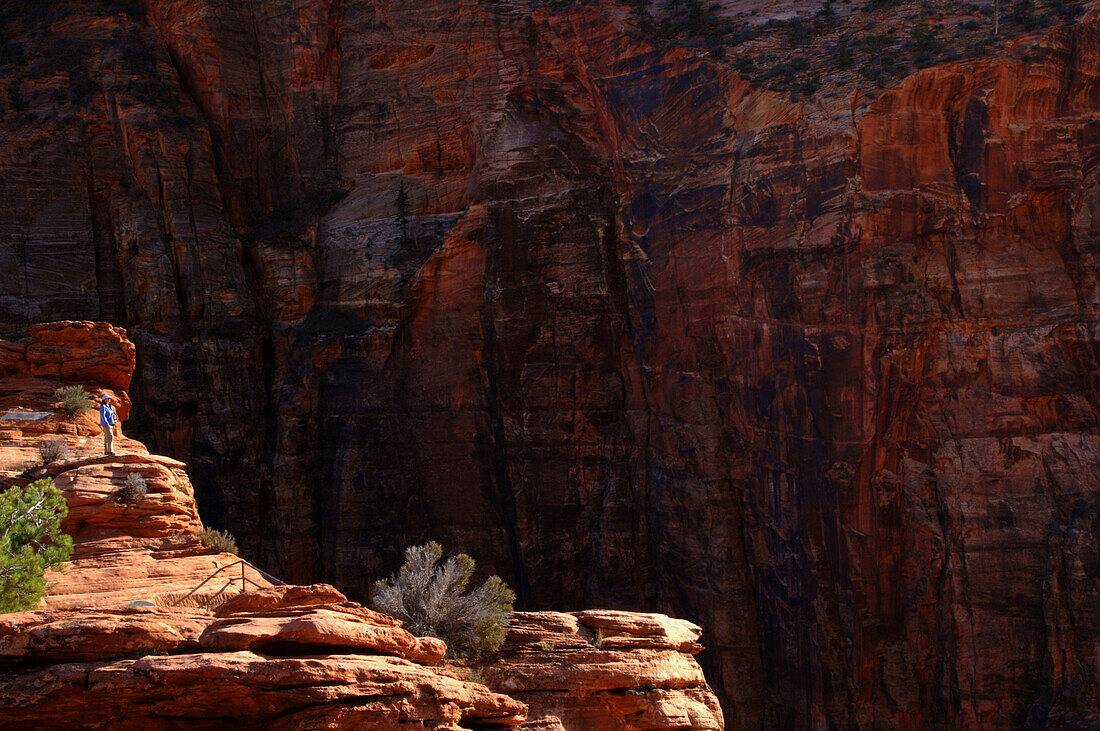 Felswand am Canyon Overlook, Zion Valley National Park, Utah