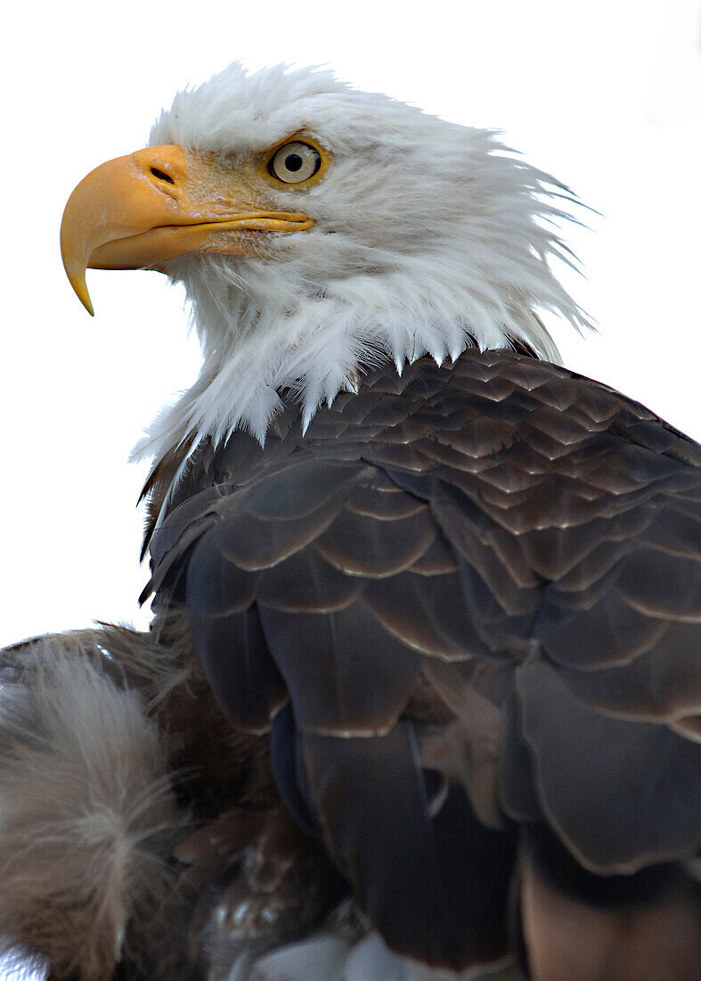 Weißkopfseeadler, Bald Eagle, Alaska, USA