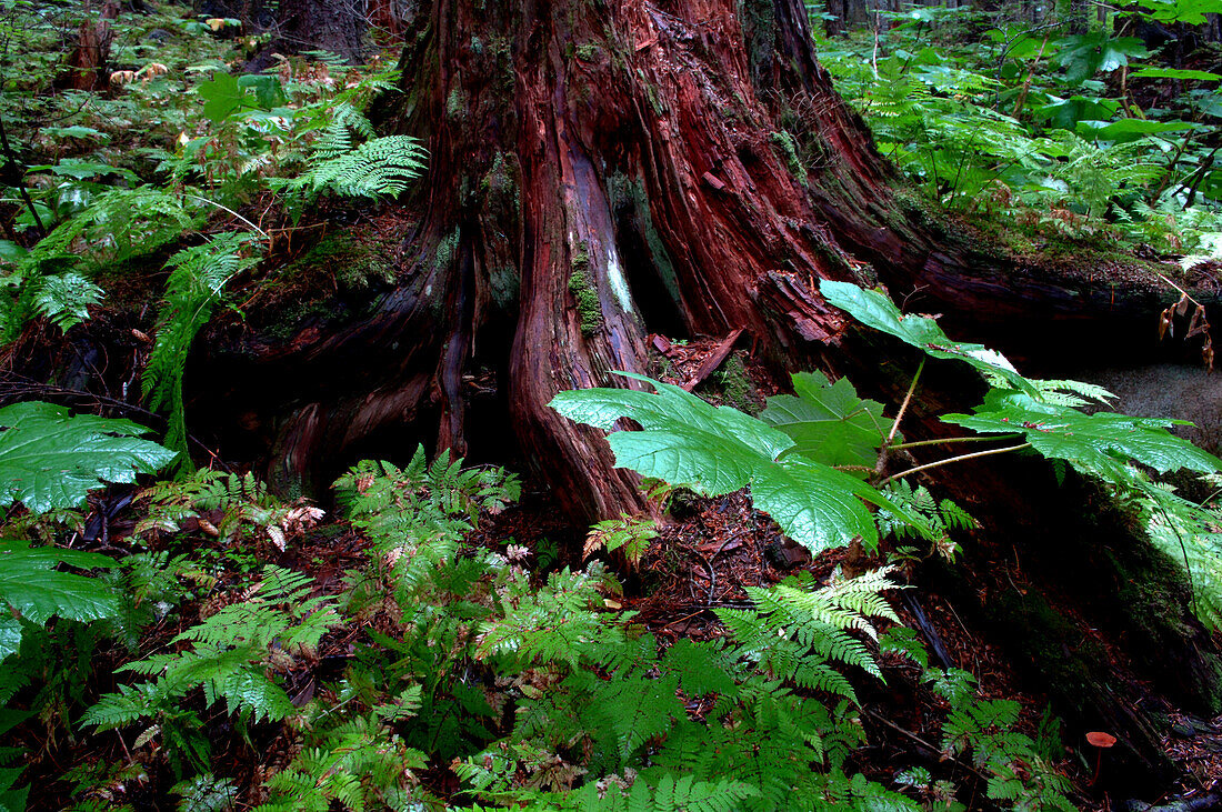gemäßigter Regenwald im Chikoot State Park, Haines, Alaska, USA
