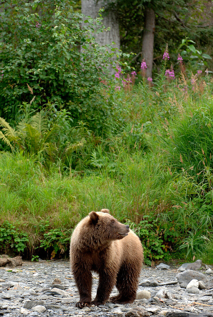 Brown Bear, Grizzly in Rainbow River, Kenai Halbinsel, Alaska, USA