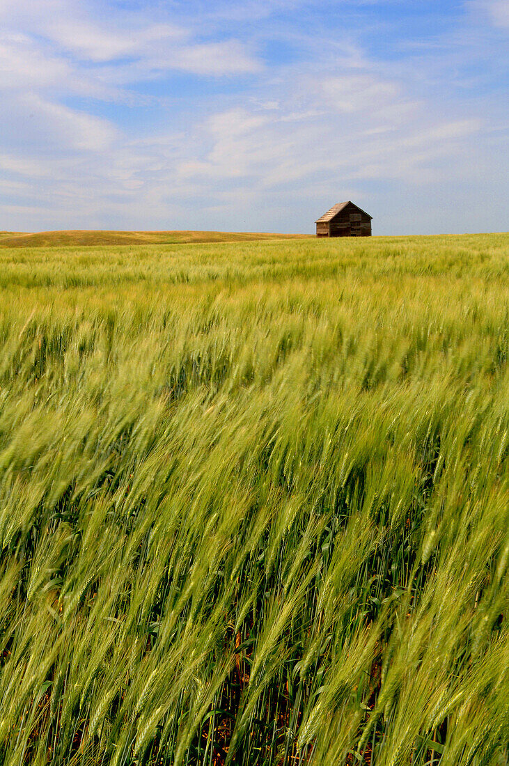 Getreidefeld in der Provinz Saskatchewan, Kanada