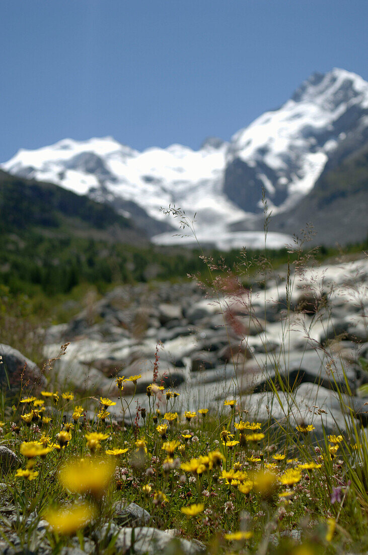 Flowers and rocks in front of glacier, Grisons, Switzerland