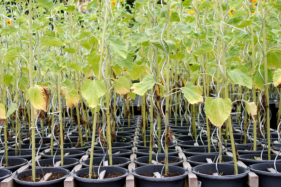 Rows of sunflowers in pots, greenhouse