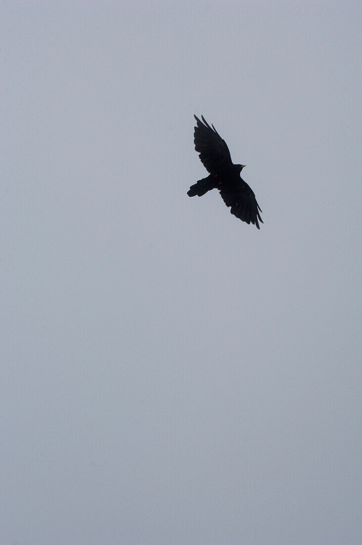 Flying crow