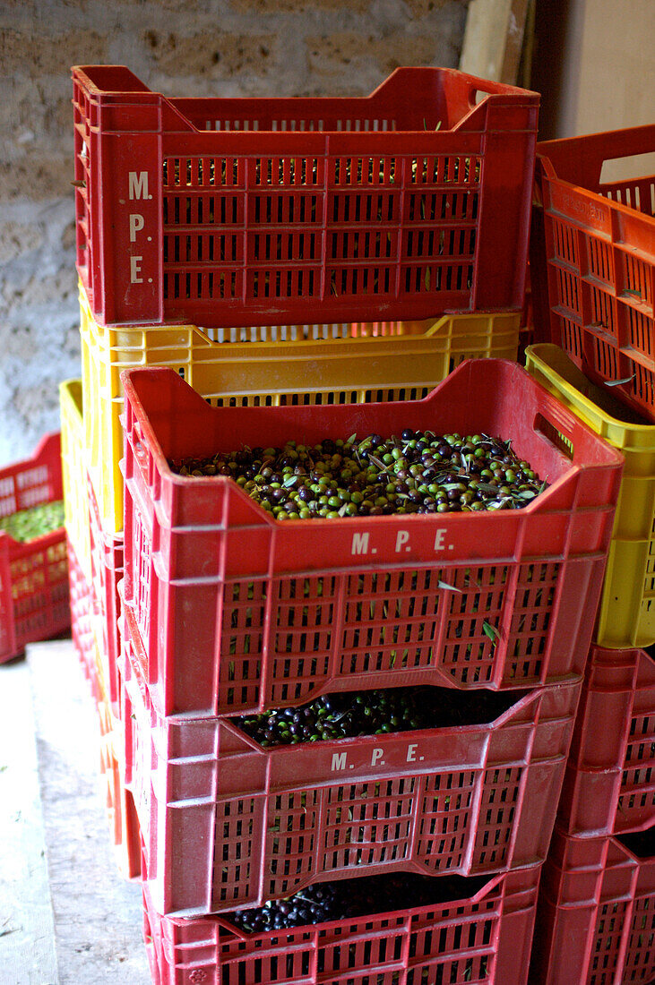 Rote Kisten mit Oliven, Umbrien, Italien