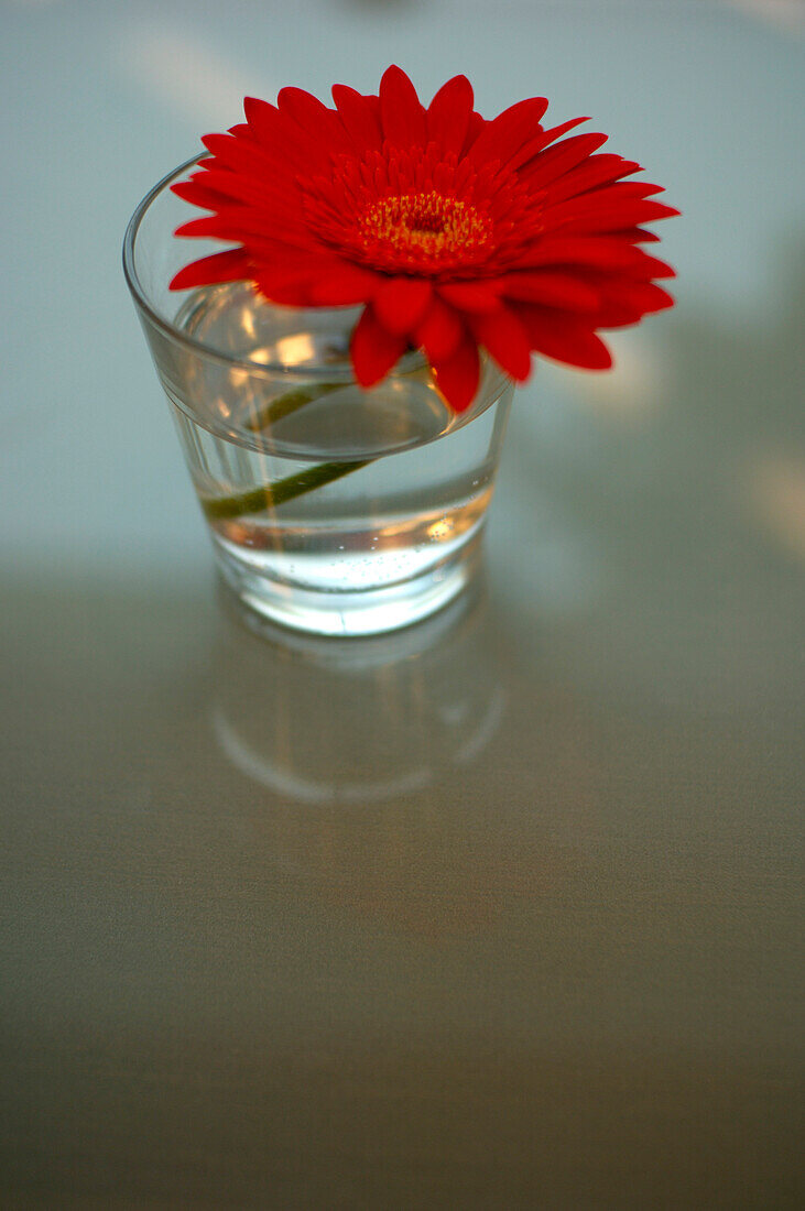 Gerbera in vase
