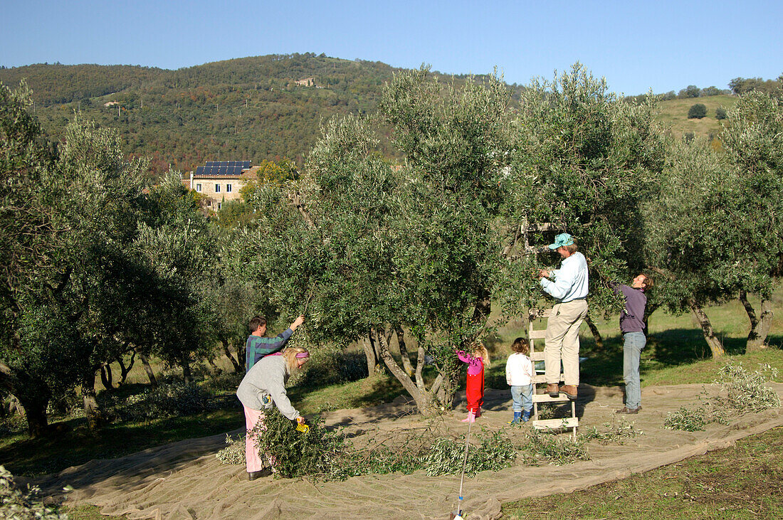 olivenernte, oliven, umbrien, italien