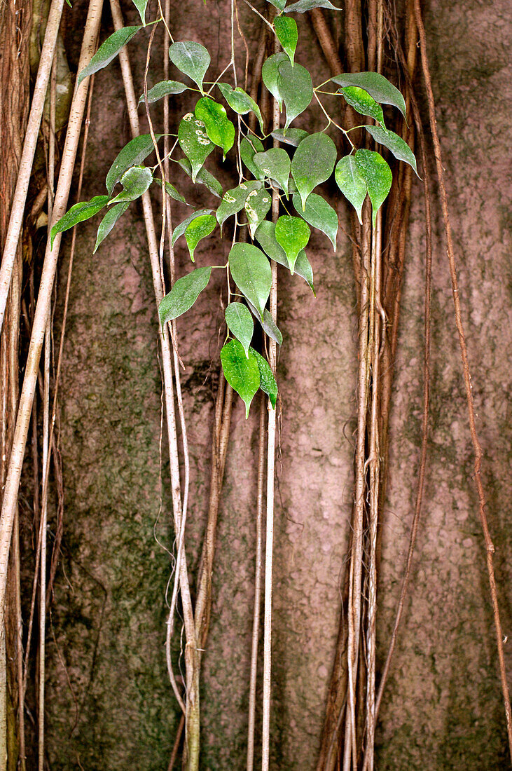 Detail einer Pflanze