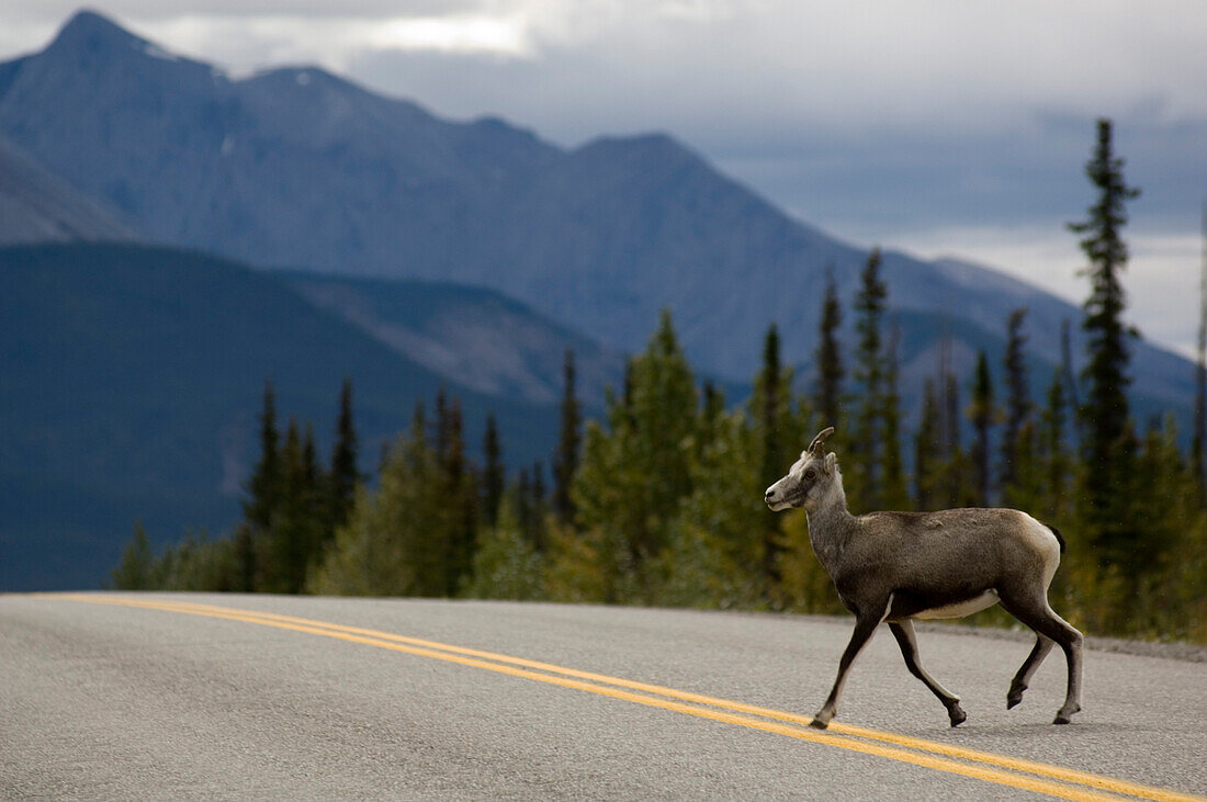 Deer crossing road near Ford Liard, Northwest Territories, Canada