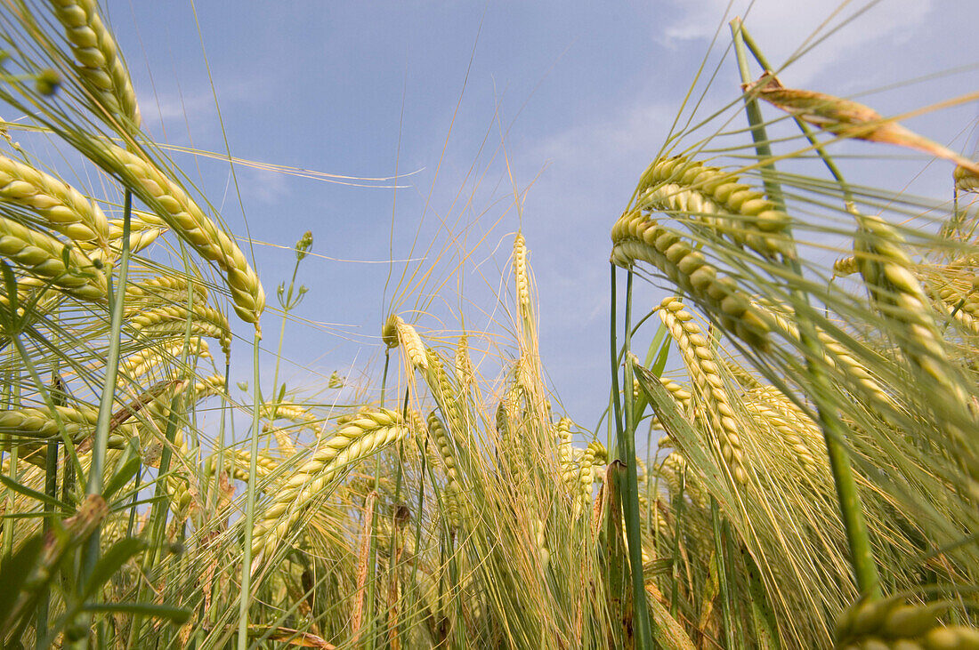 Close-up on wheat field, low angle view
