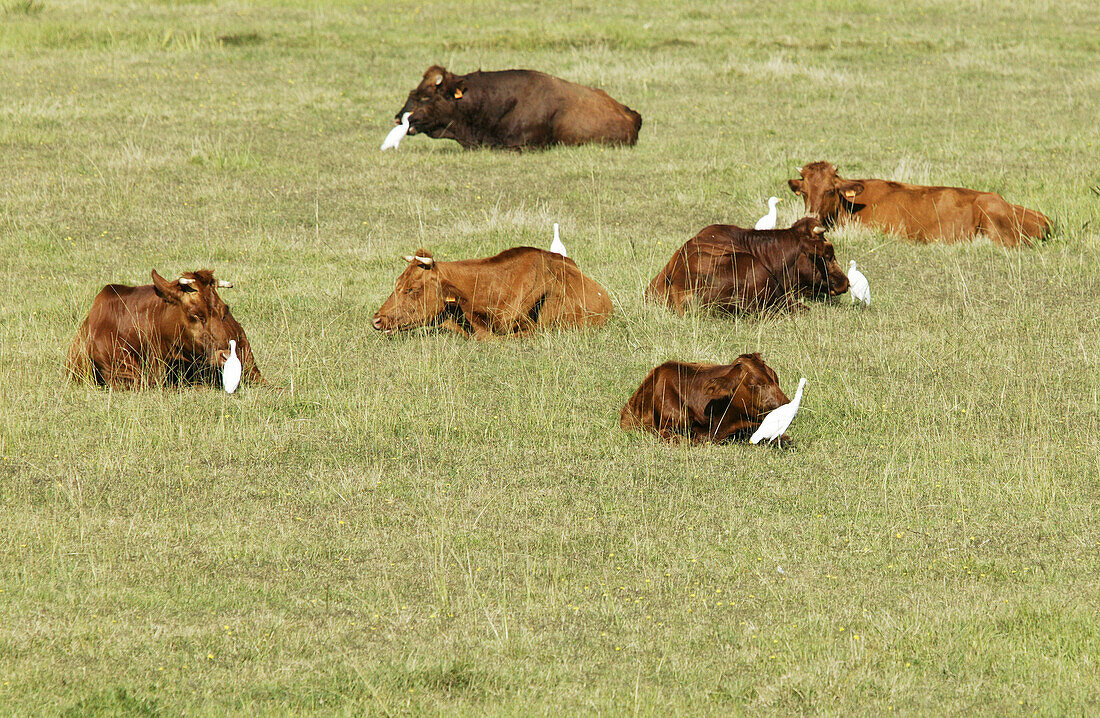 Costa Brava,Cows and Ibis in the National Park Parc Natural dels Aiguamolls, Costa Brava, Catalonia Spain