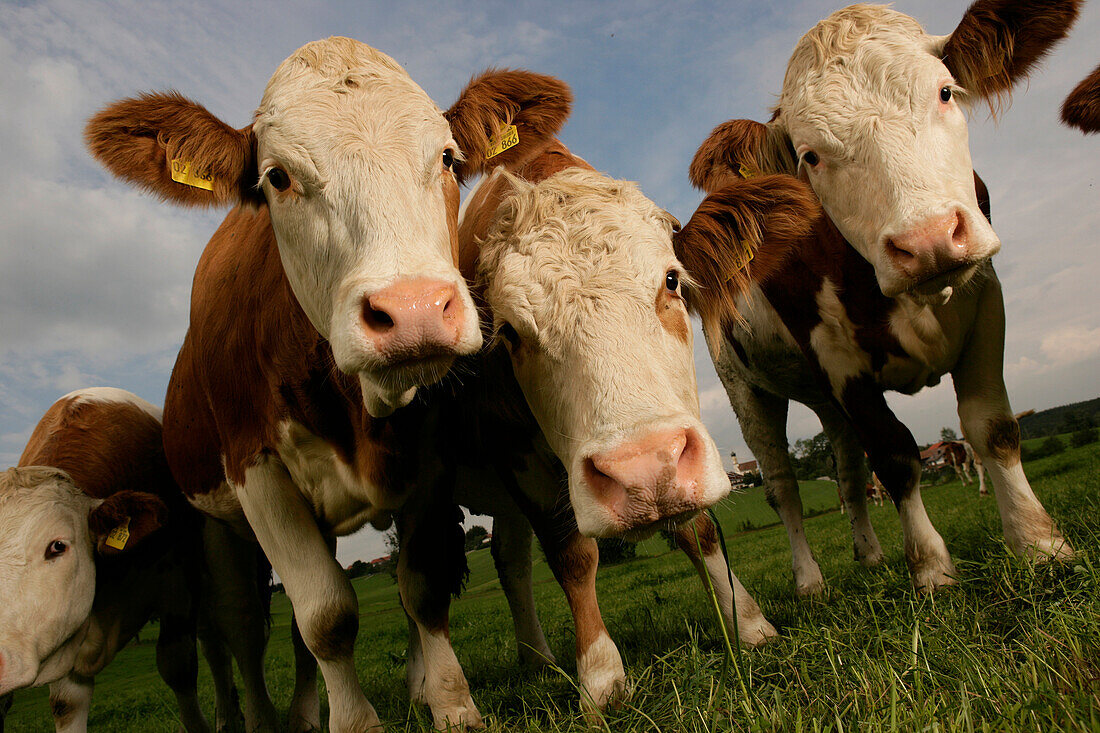 Flock of cows, front view