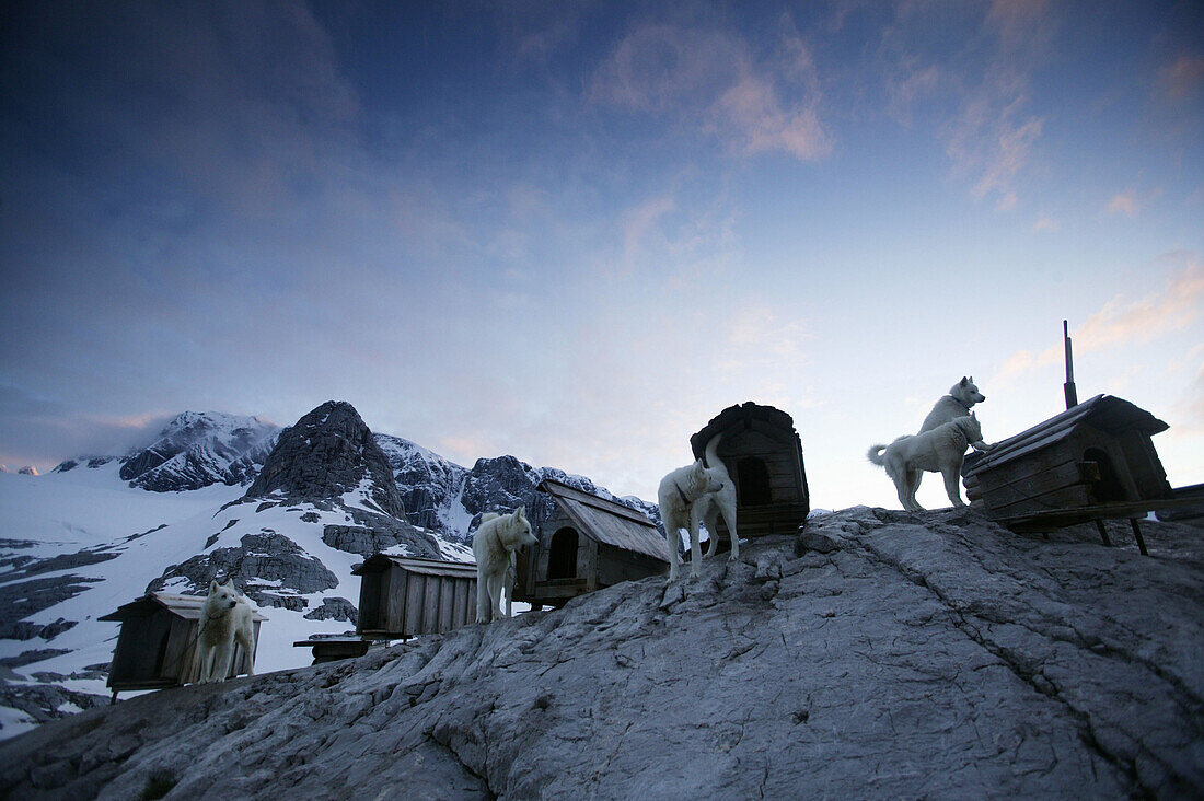 Five huskies at dachstein mountain, Austria