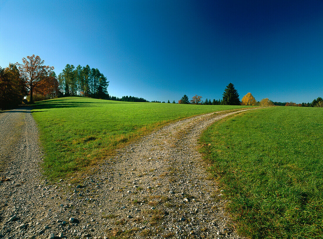 Paths through meadows, Werdenfelser Land, Upper Bavaria, Germany