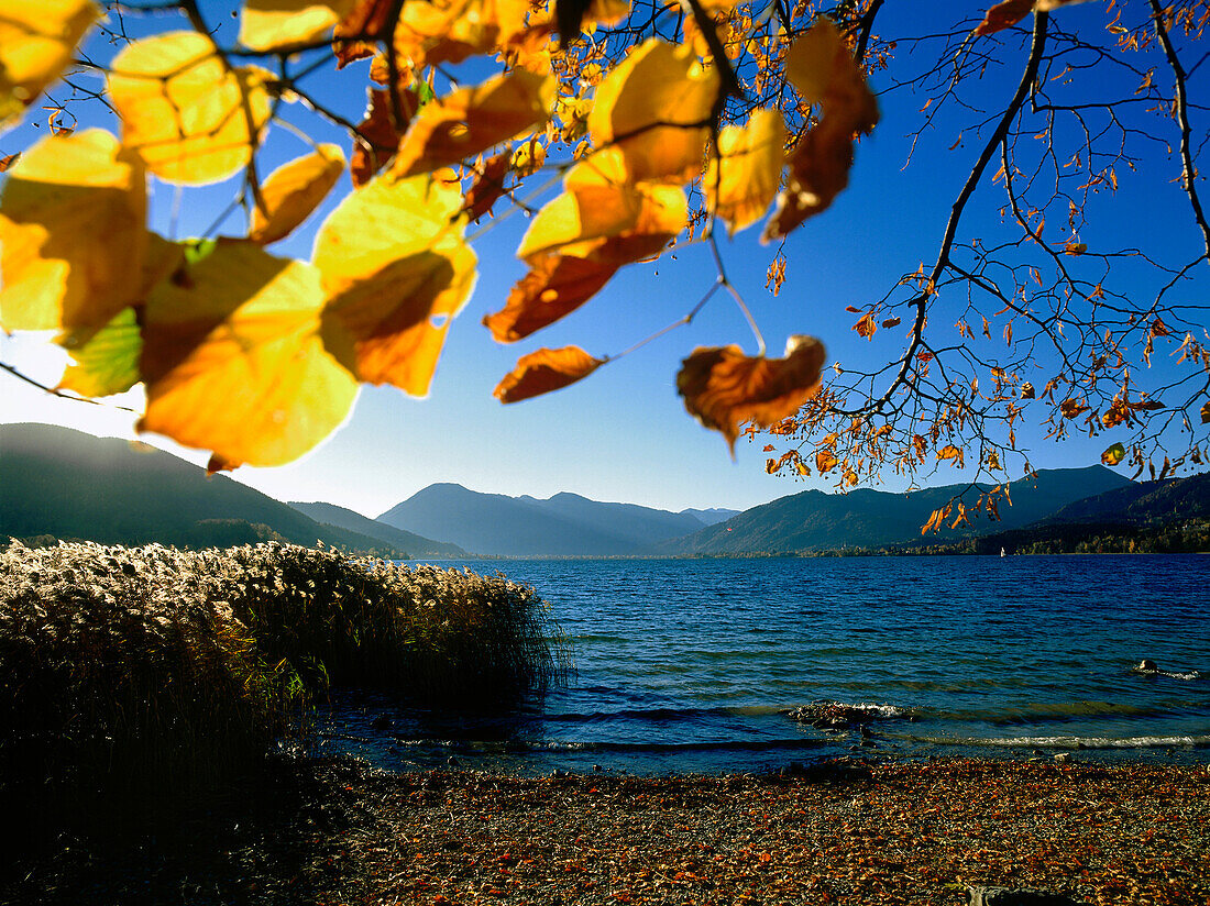 Autumnal landscape at Lake Tegernsee, Upper Bavaria, Germany