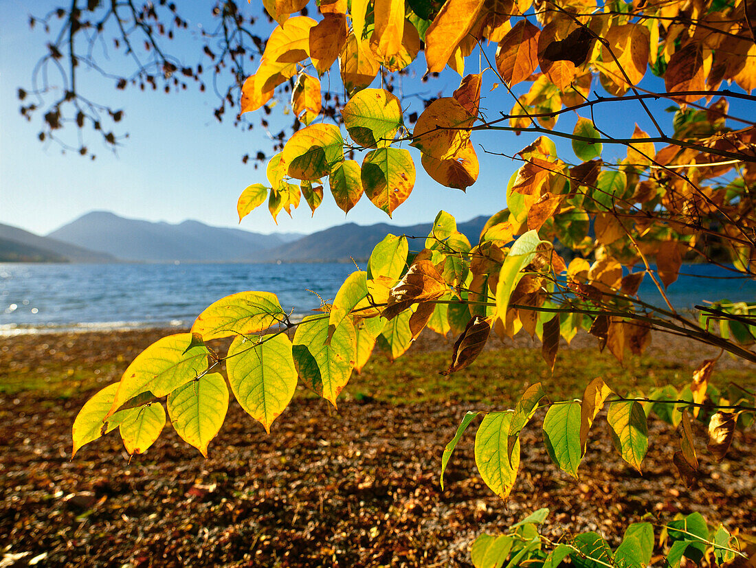 Autumnal landscape at Lake Tegernsee, Upper Bavaria, Germany