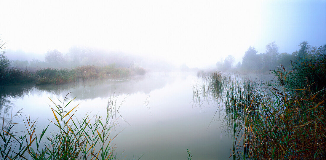 Murnauer Moos im Morgennebel, Bayern, Germany